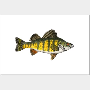 Yellow Perch Posters and Art